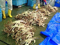 荒選別された松葉がにの山