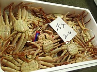 親がに（雌ガニ）
