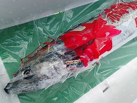 タグ付きのサワラ
