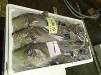ウマヅラハギ