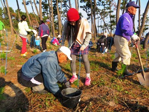 和田町マツ守り隊の活動の様子２枚目