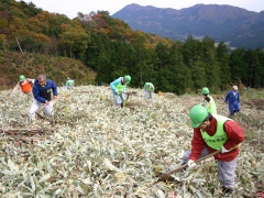 植栽現地