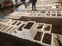 小型底びき網の漁獲物