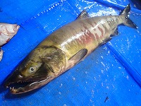 シロザケ