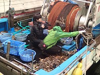 ヒトデ（モミジガイ、トゲモミジガイ）の取材