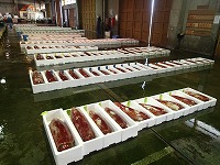賀露支所のソデイカの水揚げ状況