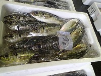 マアジ