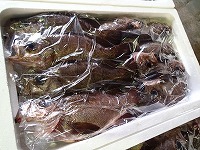 シロメバル