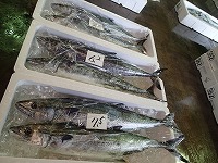 サワラ