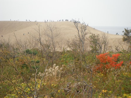 砂丘の紅葉