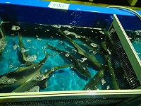 ハマチ（ブリの若魚）　釣もの