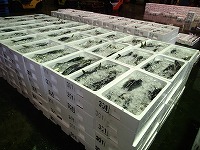 ハマチ（ブリの若魚）　刺網