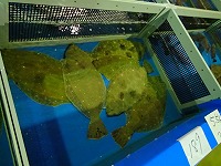 ヒラメ