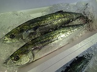 サワラ