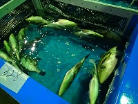 ウマヅラハギ