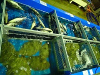 活魚：小型底びき網