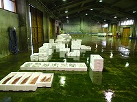 酒津～泊の水揚げ状況