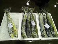 シイラ
