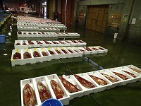 賀露：ソデイカがメイン