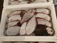ヒラメ：放流魚3尾
