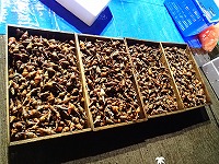 コナガニシ