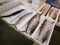 サワラ