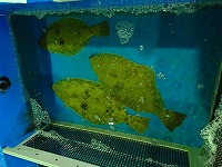 ヒラメ
