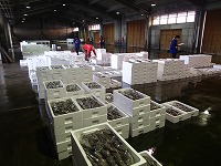 賀露~泊の水揚げ状況