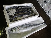 サワラとサゴシ