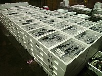 ハマチ（ブリの若魚）