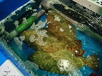 ヒラメ