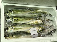 マアジ