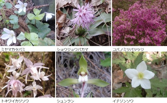 ４月に見かけた花々