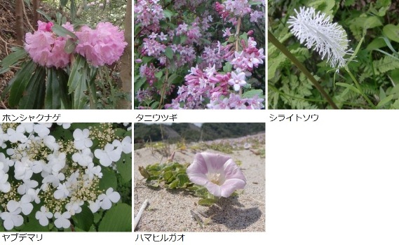 ５月に見かけた花々