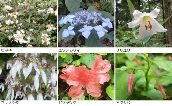 ６月に見かけた花々