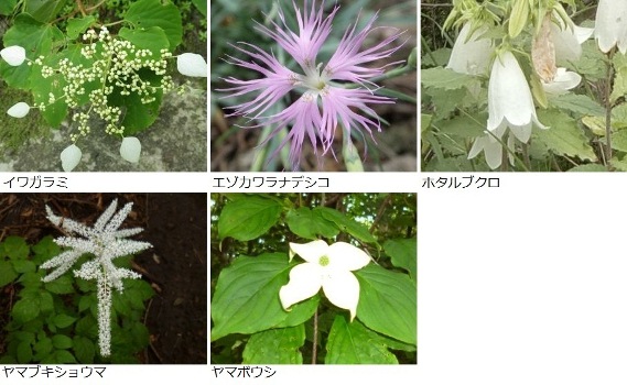６月に見かけた花々