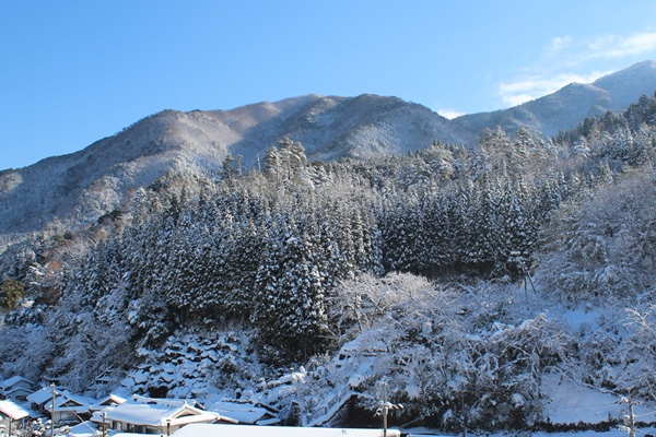 山の木々