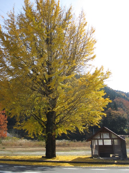 銀杏