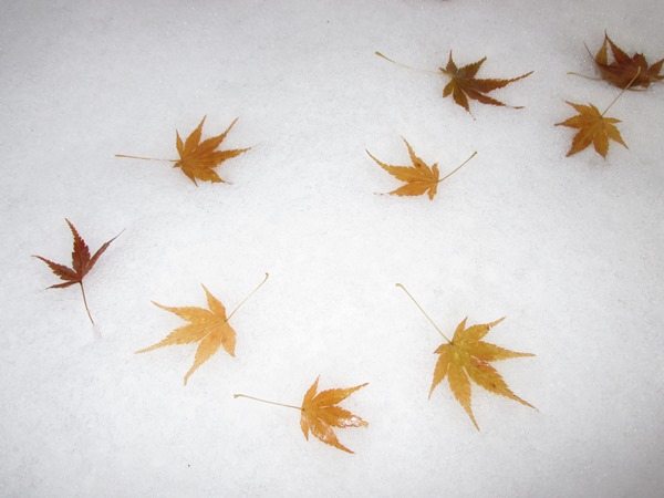 初雪の紅葉