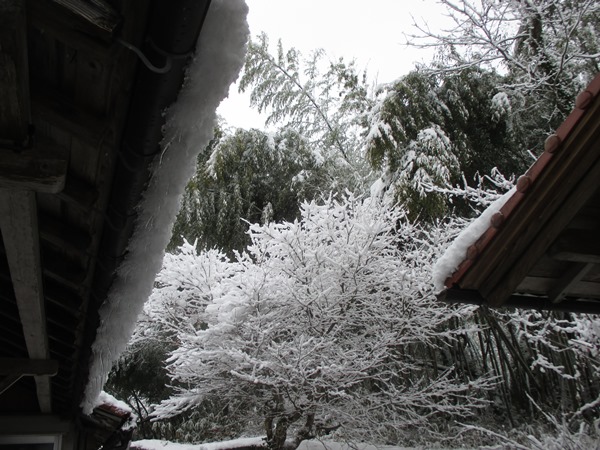 初雪