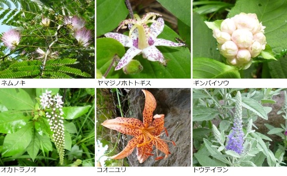 ７月に見かけた花々