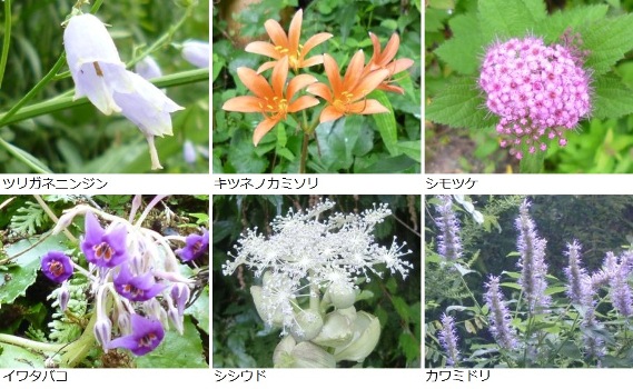 ８月に見かけた花々
