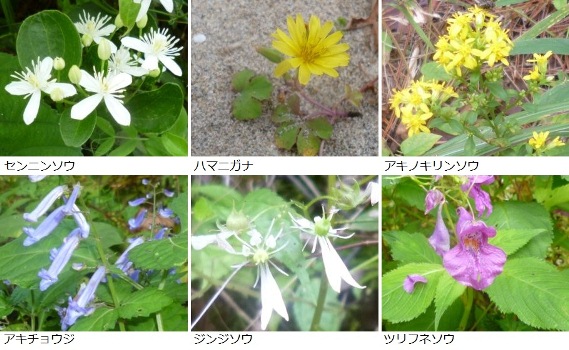 ９月から１１月に見かけた花々