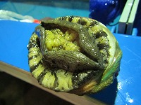 放流アワビ