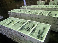 ハマチ（ブリの若魚）