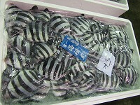 イシダイ