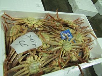 親がに（ズワイガニの雌）