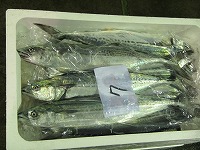 サゴシ（サワラの未成魚）