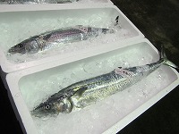 サワラ