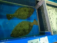 ヒラメ